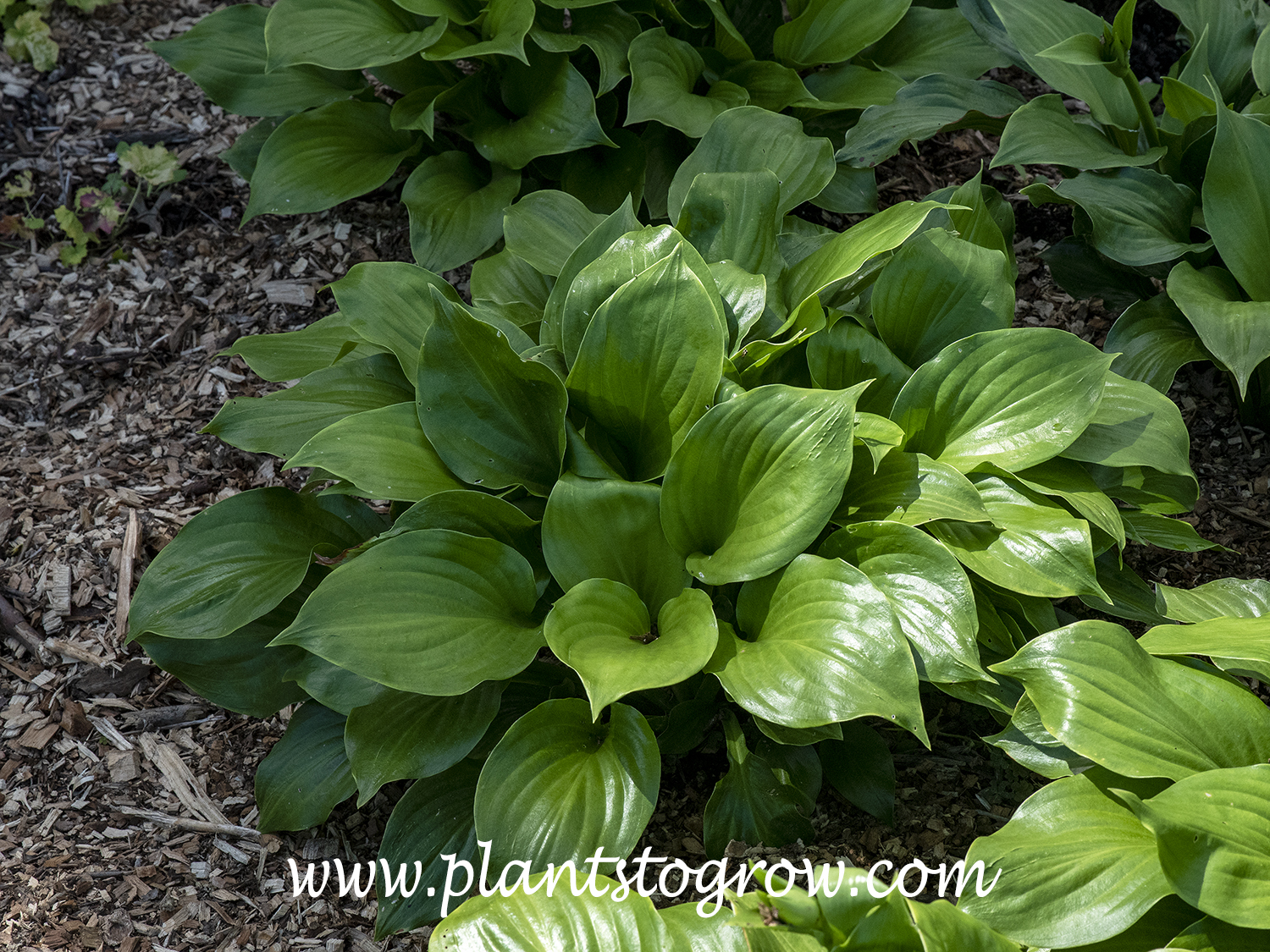 'Royal Crest' Hosta
A small plant showing the shiny green leaves